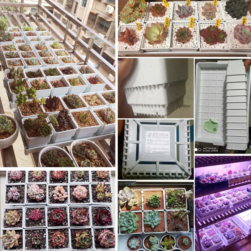 Meshpot Succulents Pot 10 Pack 20 Pack Plastic Flower Pot Cactus Planter Container Seedlings Nursery Supplies Inner Dia. 6cm/7cm