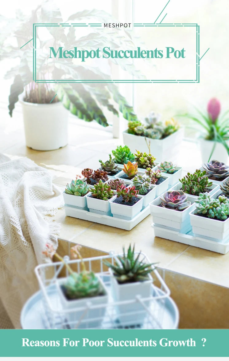 Meshpot 2 3 4 Inches Square Plastic Succulents Planter Pots With Tray Set,Nursery Pot Cactus Plant Pot Garden Pot