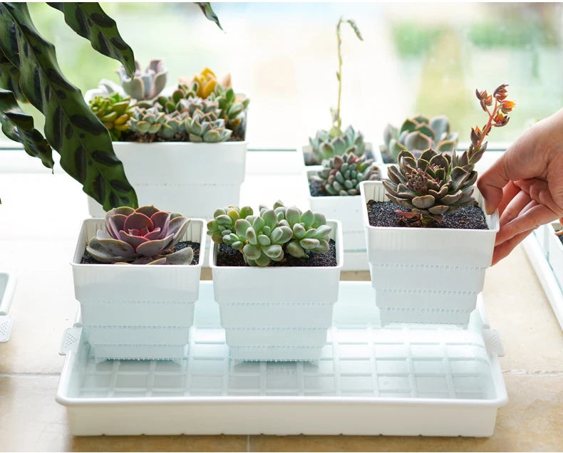 Meshpot 2 3 4 Inches Square Plastic Succulents Planter Pots With Tray Set,Nursery Pot Cactus Plant Pot Garden Pot