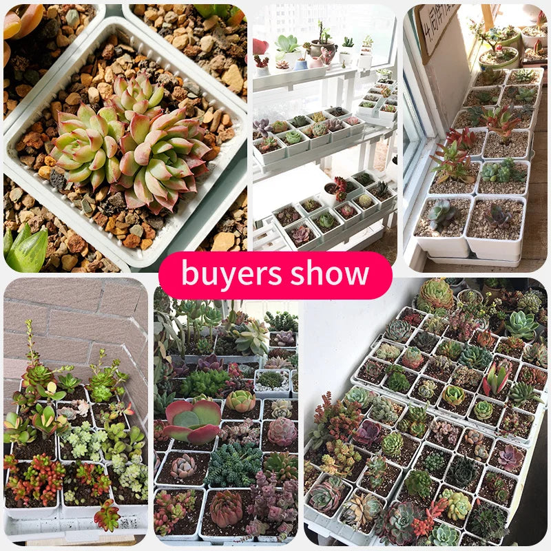 Meshpot 2 3 4 Inches Square Plastic Succulents Planter Pots With Tray Set,Nursery Pot Cactus Plant Pot Garden Pot