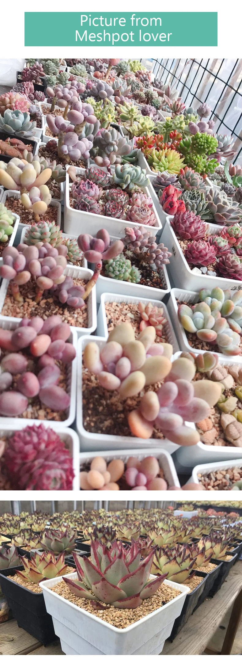 Meshpot Succulents Pot 10 Pack 20 Pack Plastic Flower Pot Cactus Planter Container Seedlings Nursery Supplies Inner Dia. 6cm/7cm